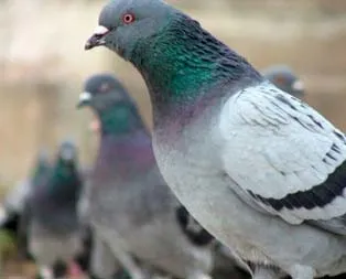 Güvercin ile kanser teşhisi