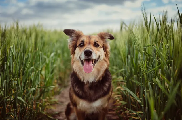 Rüyada köpek sevmek ne demek? Rüyada köpek görmek ve sevmek ne anlama gelir?