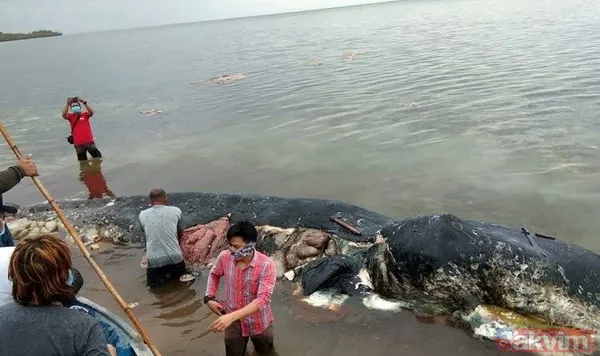 Midesine güvenenler baksın! Kulak ağrısıyla hastaneye giden adamın kulağından çıkanlar dünyayı şoke etti - 21