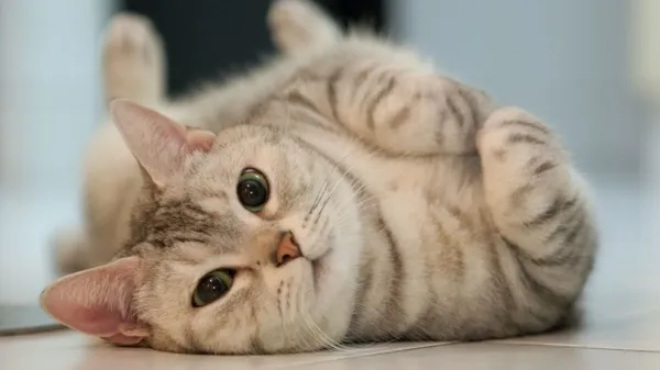 17 Şubat Dünya Kediler Günü! Kedi bakımı nasıl yapılır?-1