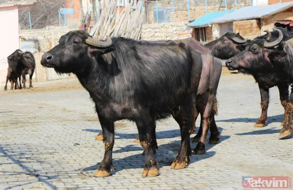 Başkan Erdoğan 'manda yoğurdu yiyorum' dedi! Eskişehir İnönü ilçesinin telefonları kilitlendi - 12