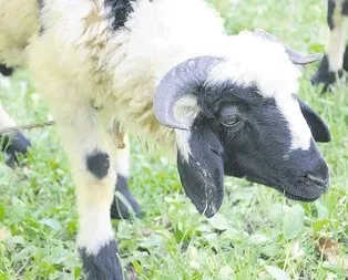 Köpeğin ısırdığı koyunu yiyen ailede kuduz şüphesi