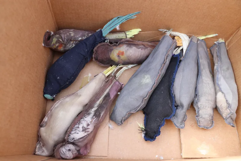 Sınırda pes dedirten olay! Papağanları sınırdan kaçak sokmaya çalıştı - 3