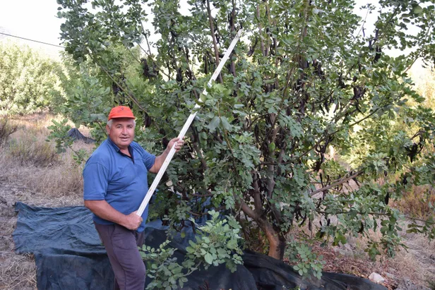12-yil-sabirla-beklemisti-simdi-paraya-para-demiyor-bu-is-servet-degerinde-1599501107482.jpg Bu işi yaptı zengin oldu! 11 sene inatla sabırla beklemişti! Şuan da paraya para demiyor!-6