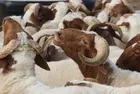 Kurban üreticisine müjde: Satılamayan hayvanları ESK alacak