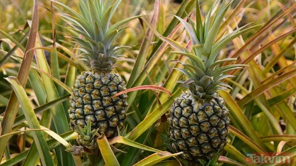 Bir dilim ananas üç büyük etki: Kalp, beyin ve sindirim sağlığına kalkan - 5