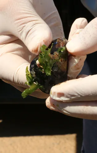 Antalya'da mide bulandıran görüntü! Hepsine el koyuldu