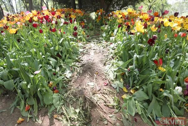 İstanbul Gülhane Parkı 10 katı ziyaretçi ağırladı! Laleler talan edildi - 14
