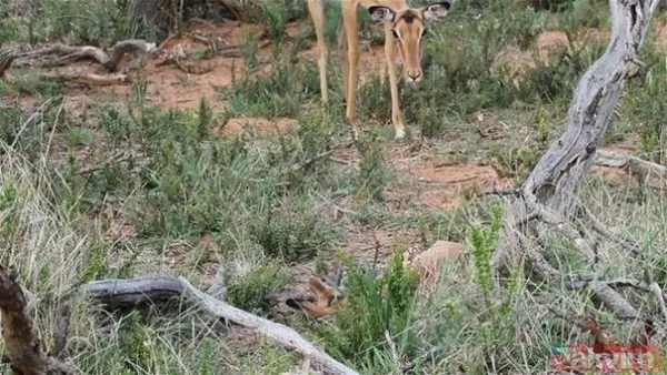 Kaplan akşam yemeği için ayıyı seçti fakat... Vahşi doğada Kaplan ile ayının şoke eden kavgası kapışması! - 26