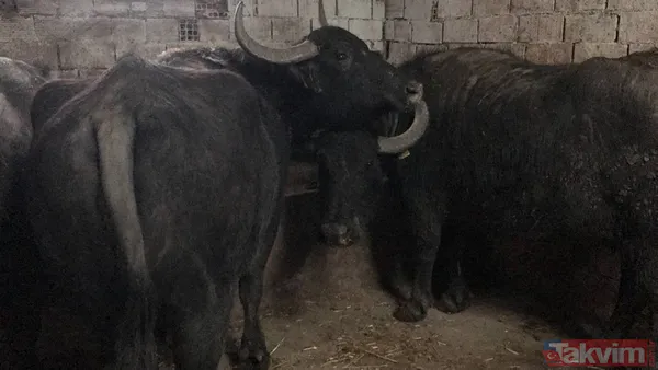 Manda sütü bir köyü kurtardı! Herkes geçimini sağlıyor! Kaymağın kilosu 120 lira - 12