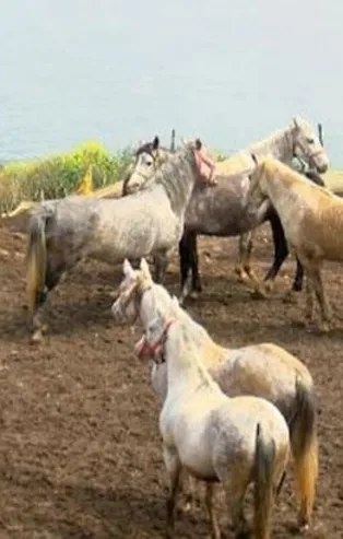 İBB'nin "kayıp at" skandalında flaş gelişme! Şube Müdürü Muhammet Nuri Coşkun görevinden alındı