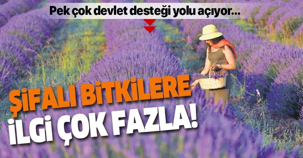 Şifalı bitkiler kazandırıyor