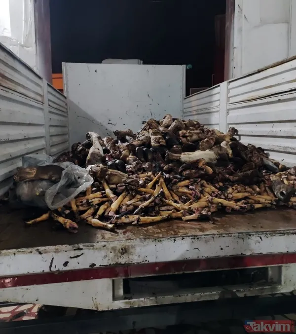 Pastırmasıyla meşhur Kayseri'de mide bulandıran görüntü! 5.5 ton sakatat imha edildi - 1