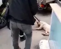Başıboş pitbull köpeğine camide operasyon