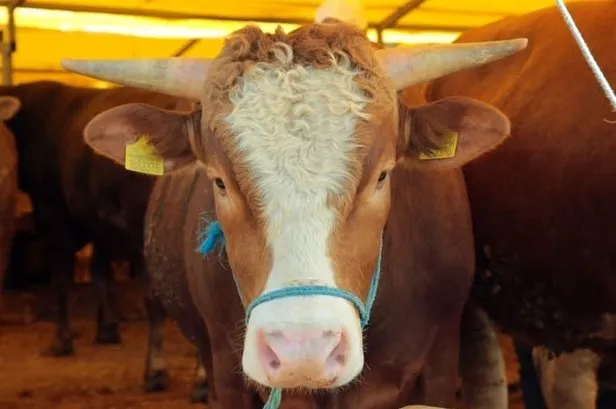 a101 migros carrefour kurban fiyati kac tl 2020 en ucuz kurbanlik fiyat son dakika nerede takvim