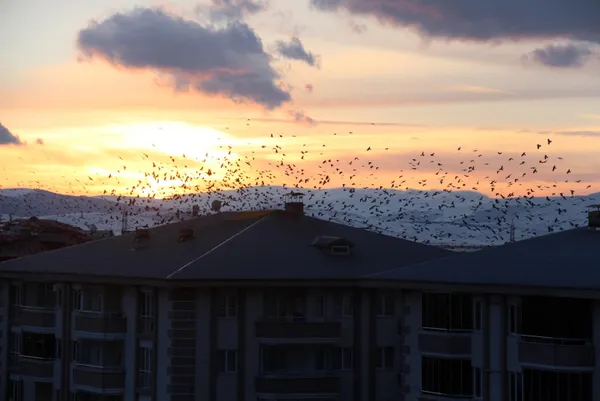 sehri-istila-ettiler-ardahanda-kargalar-korku-filmlerini-aratmiyor-1612940889472.jpg Şehri istila ettiler! Ardahan'da kargalar korku filmlerini aratmıyor-4