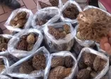 Denizli'de 'kuzu göbeğine' büyük ilgi