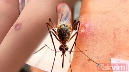 SON DAKİKA: İstanbul’da Asya Kaplan Sivrisineği salgını! Uzmanlar uyardı: Ölümcül olabilir