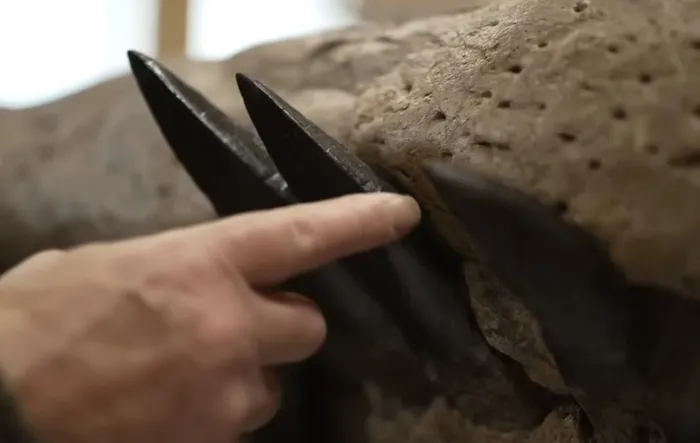 75-milyon-yil-once-yasayan-130-disli-2-metrelik-canavar-bulundu-bilim-dunyasinin-agzi-acik-kaldi-1702563760181.jpg 130 dişli canavar bulundu: Dehşet saçmış!-5