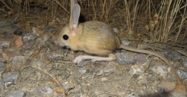 Kanguru faresi özellikleri nelerdir? Kanguru faresi nerede yaşar? Kanguru faresi nedir?