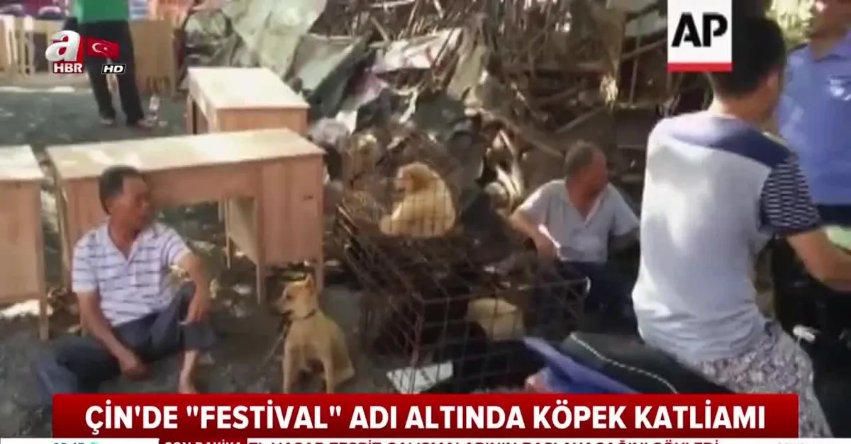 cinli kopek etini cok seviyor festival basladi videosunu izle takvim tv