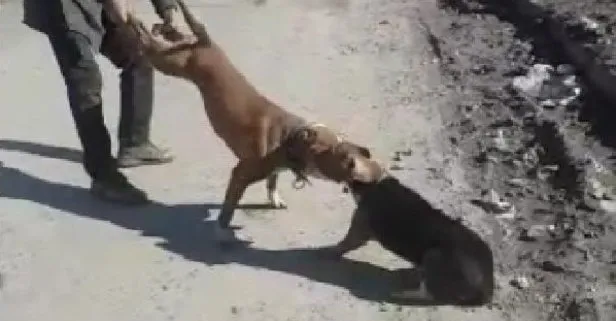 Sultangazi’de ağızlıksız ve tasmasız gezdirilen Pitbull’un esnafın köpeğine saldırdığı anlar kamerada!