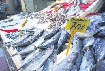 50 TL'ye palamut! Karadeniz'de ağlar doldu