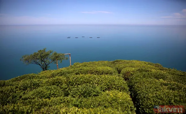 Doğu Karadeniz'i bekleyen büyük facia! Kaçak çaylıklar için ormanlar kesiliyor - 18