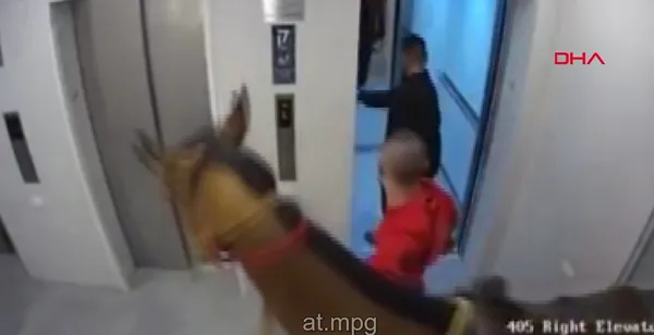 israilde-asansore-atini-bindirmek-isteyen-kisi-gozaltina-alindi-1619792158886.jpg İsrail'de asansöre atını bindirmek isteyen kişi gözaltına alındı-2