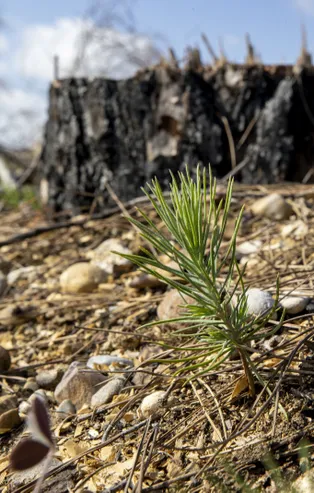 Antalya'da yanan ormanlar yeşeriyor
