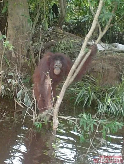 Yatağa bağladıkları orangutanı cinsel ilişki kölesi yaptılar!