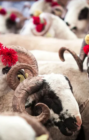 2021 Kurban Bayramı tatili kaç gün, 9 güne uzatılacak mı? Kurban Bayramı ne zaman?