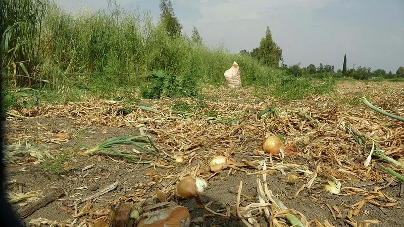 adanada-basibos-kopekler-yasli-kadini-parcaladi-1714571996341.jpeg Adana'da başıboş köpekler yaşlı kadını parçaladı-3