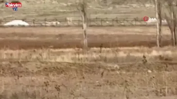 Bayburt'un köylerinde kurt sürüleri görüldü