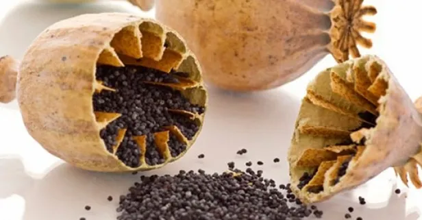 Kansersavar haşhaş