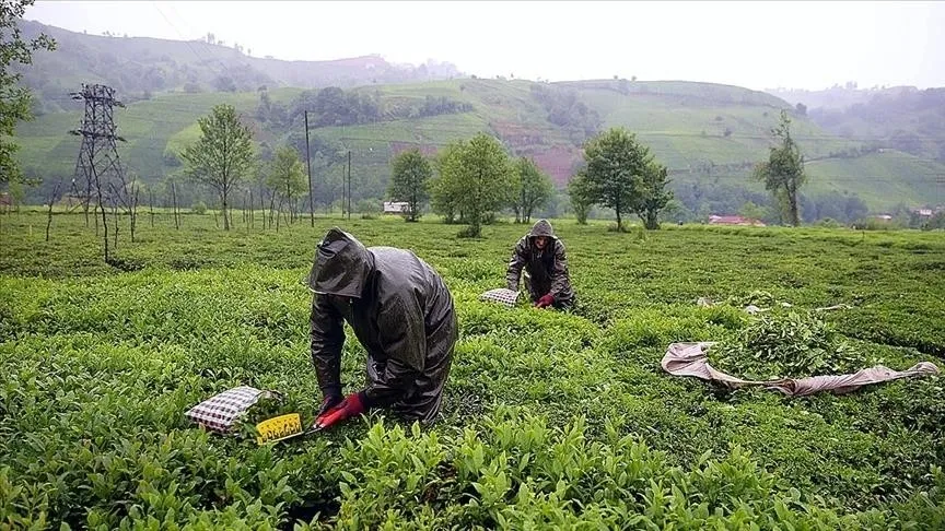 1781125850107.jpeg Rize'de yaş çay üretiminde yeni model: Migros alım güvencesiyle devreye giriyor-4
