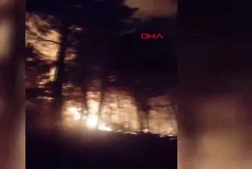 Orman yangını büyümeden söndürüldü