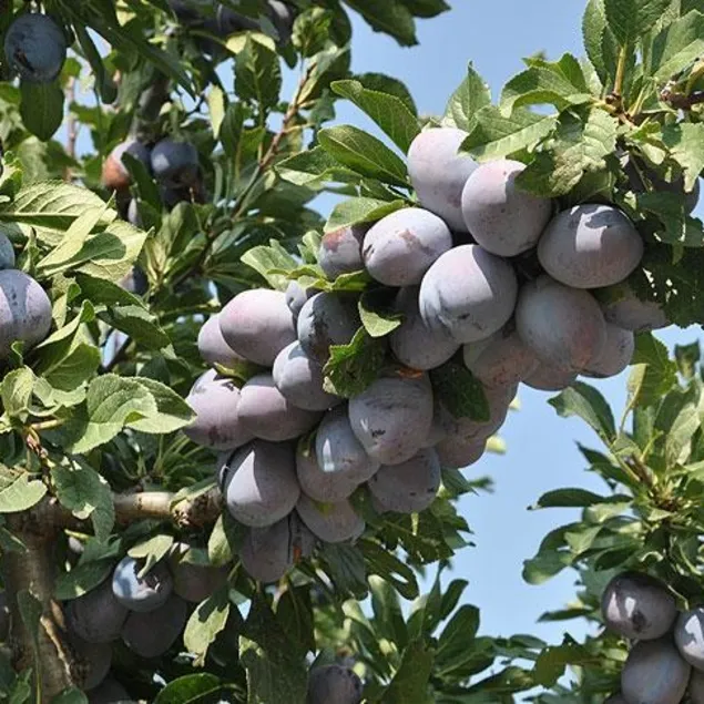 Mutluluğa mürdüm etkisi