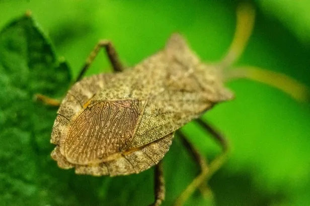 gurcistandan-samsuna-kadar-yayildi-karadenizi-ele-gecirdiler-baskanlardan-acil-eylem-uyarisi-giresun-rize-artv-1696510748972.jpg 3 ilin başkanı alarma geçti! Samsun, Giresun, Rize, Artvin, Ordu, Trabzon'da yaşayan herkesi ilgilendiriyor! " 30 km boyunca..."-5