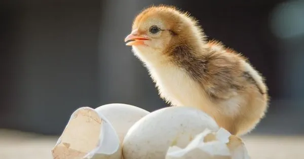 rüyada yumurtadan civciv çıkması - ️ bilgi90