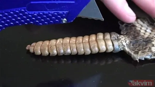 Çıngıraklı yılanın kuyruğundan çıkanlar görenleri şoke etti! Sonrasında ise... - 15