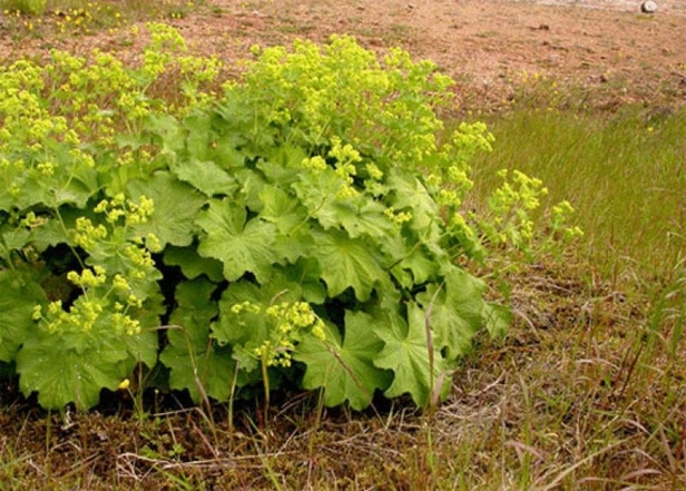 aslan-pencesi-cayinin-faydalari-nelerdir-nasil-yapilir-aslan-pencesi-cayi-ne-ise-yarar-1655895672318.gif Aslan pençesi çayının faydaları nelerdir, nasıl yapılır? Aslan pençesi çayı ne işe yarar?-3