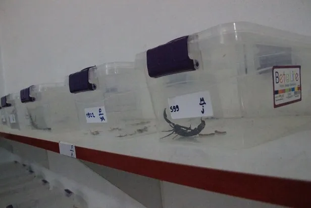 Herkesin korkulu rüyası! Litresi 10 milyon dolar... Şanlıurfa'da 30 yıldır onlarla iç içe yaşıyor!-4