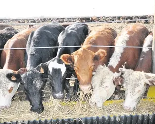 Kurbanlıkları ESK alacak