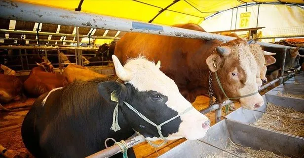 Satışların azalması bayramın ikinci gününde kurban fiyatlarını düşürdü