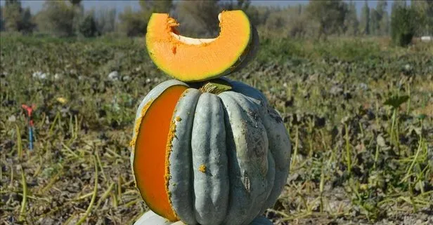 Balkabağının faydaları saymakla bitmiyor