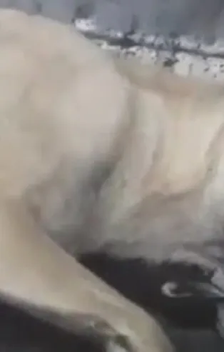 CHP’li belediyeden hayvan katliamı