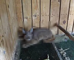 Kurban eti yerken yakalanınca herkes şok oldu!