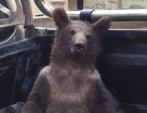 Aşırı şeker bayılttı!