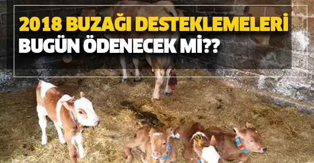 Buzağı desteklemeleri bugün ödenecek mi? 2018 2. dönem buzağı desteklemeleri ne zaman yatacak?-1